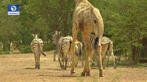  Yankari Game Reserve: Exploring a Haven of Untamed Beauty and Wildlife Diversity!