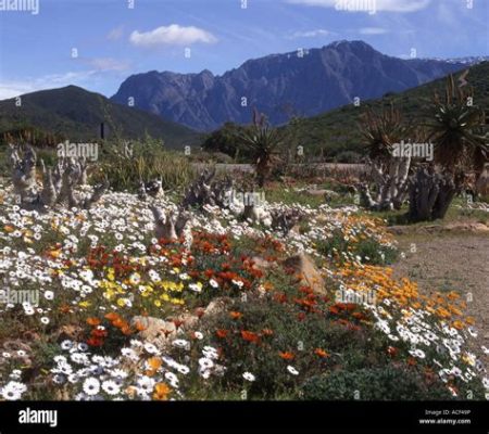 The Karoo Desert National Botanical Garden! A Breathtaking Oasis in the Heart of South Africa's Arid Landscape